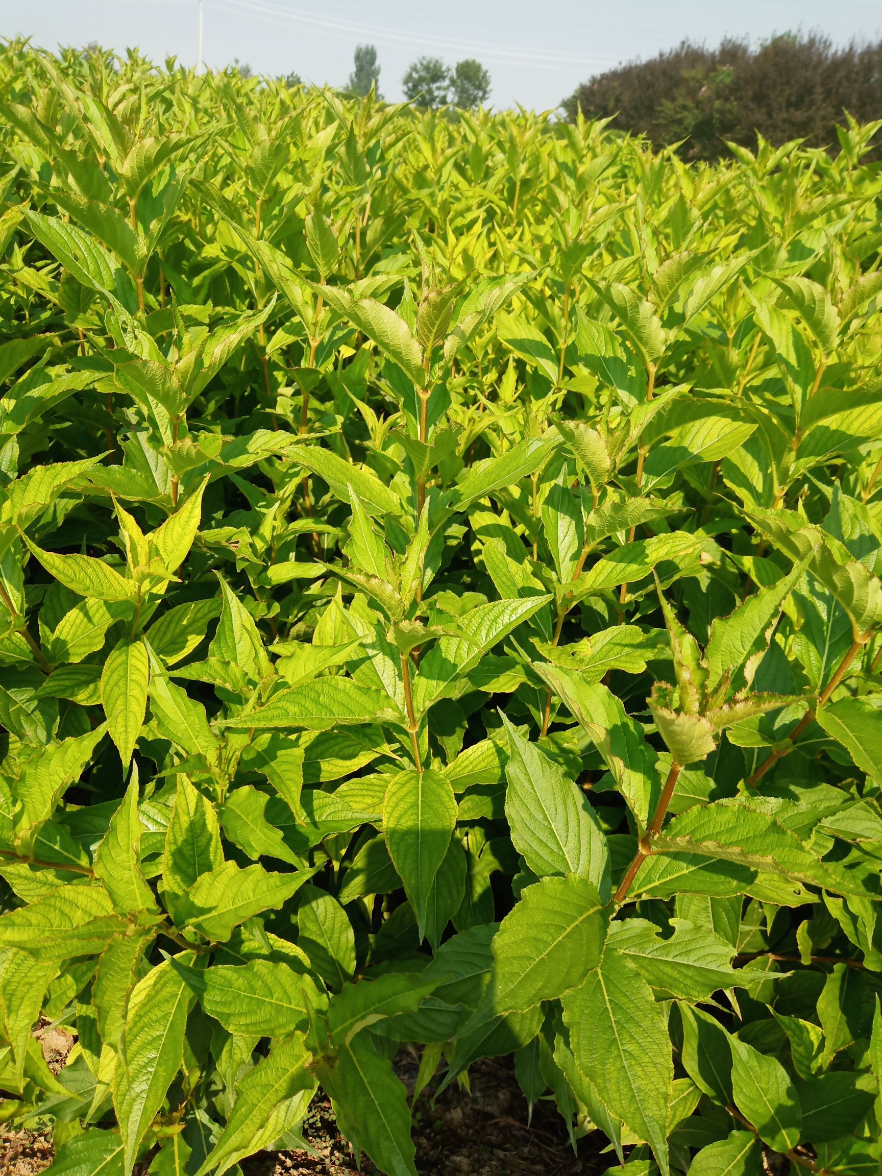 锦带花  红王子锦带杯苗，营养钵红王子锦带 营养杯红王子锦带