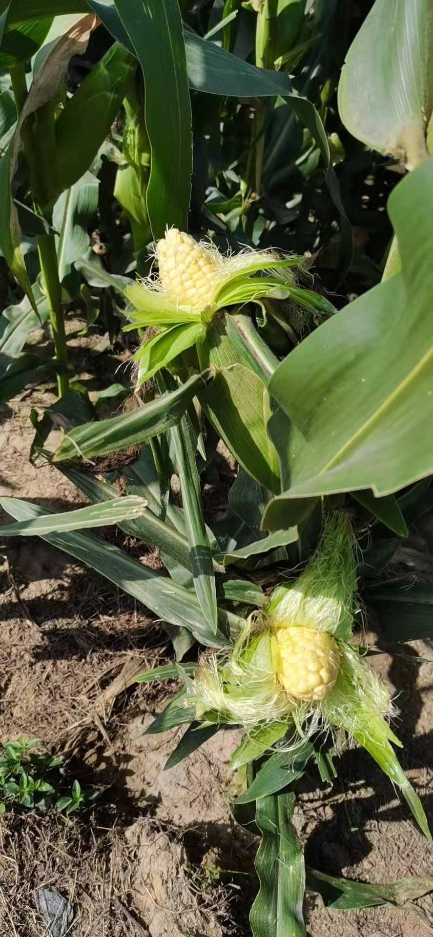 精品太阳花6号，水果玉米，大量供应，产地直发，量大从优