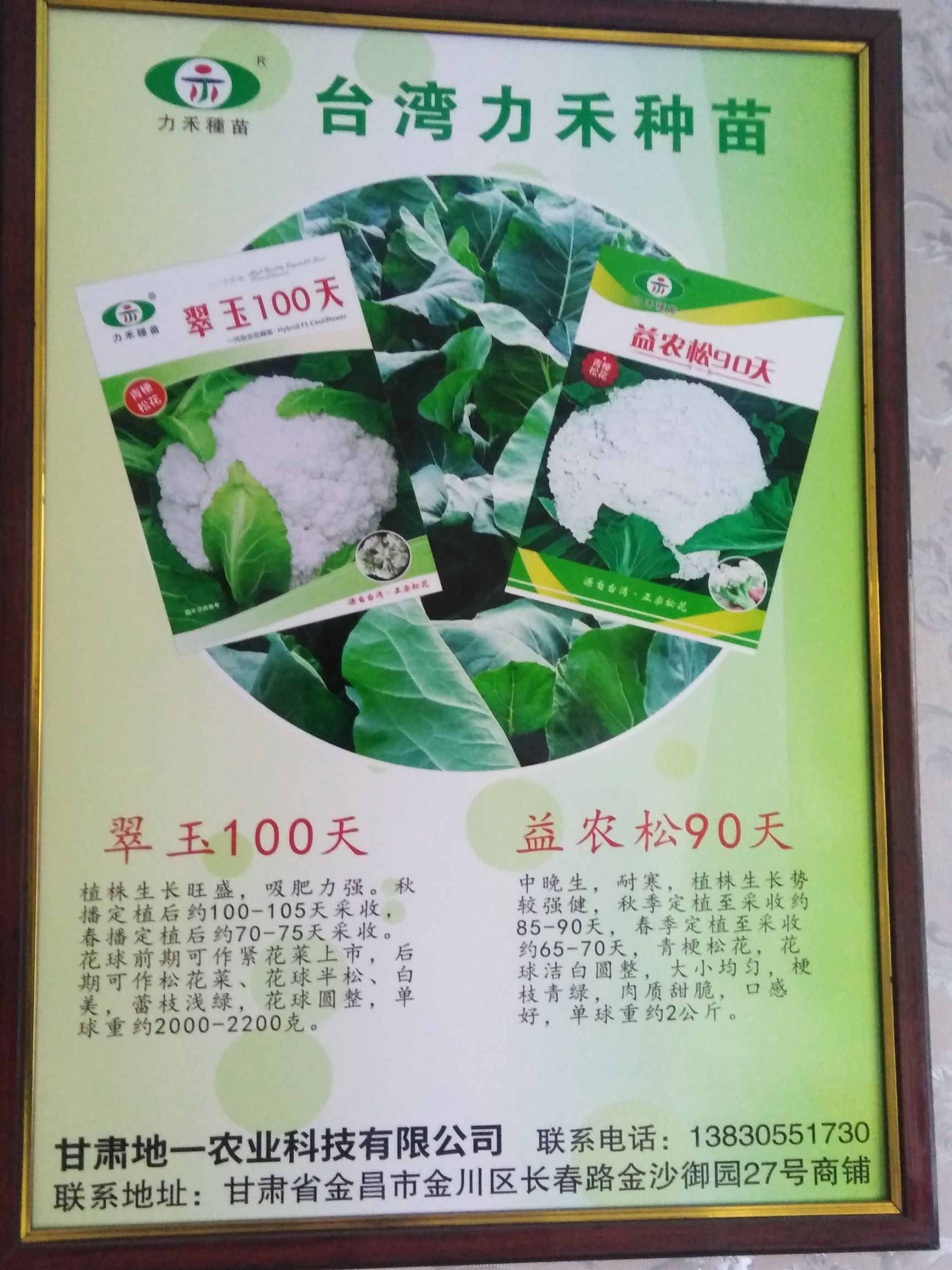 青梗菜种子 有机松花种子