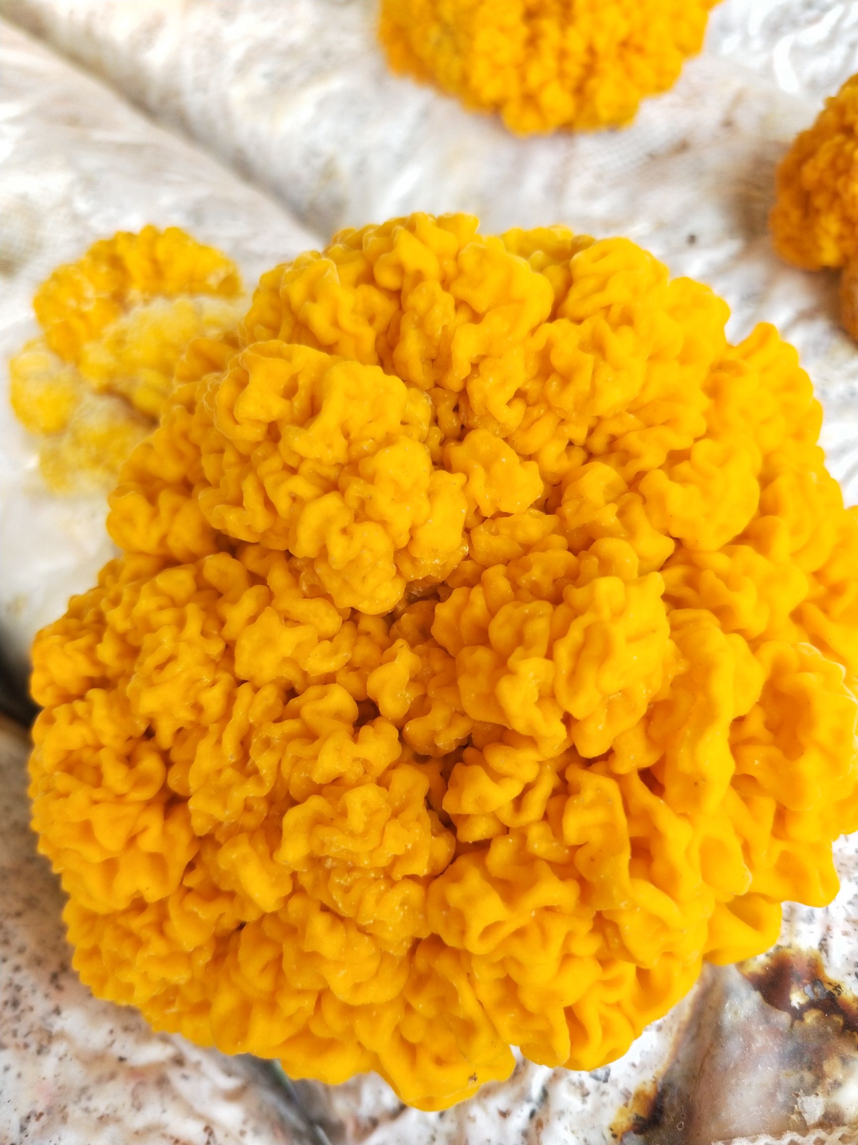 金耳 河北省邢台市临西县 