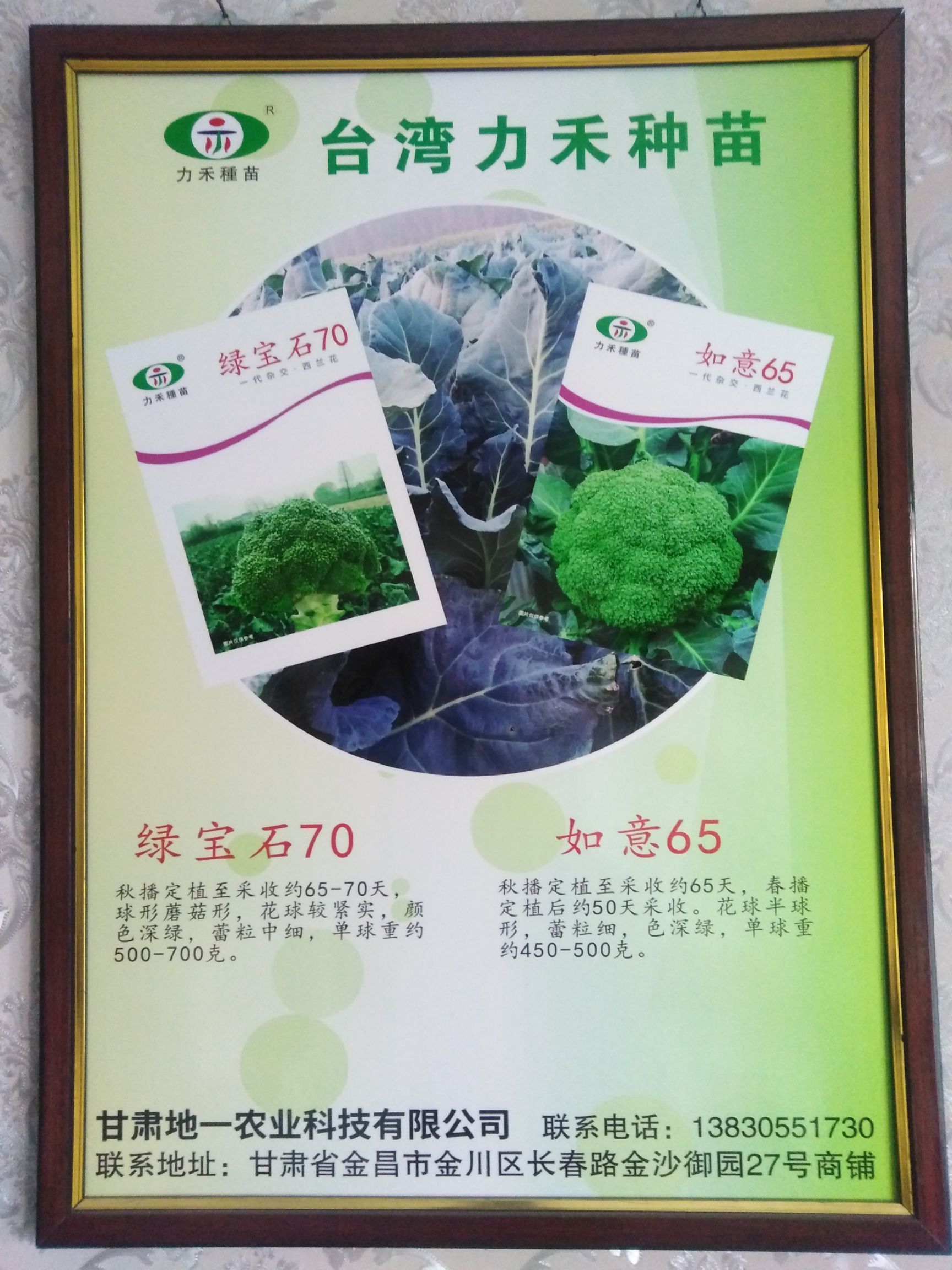 青梗菜种子 有机松花种子