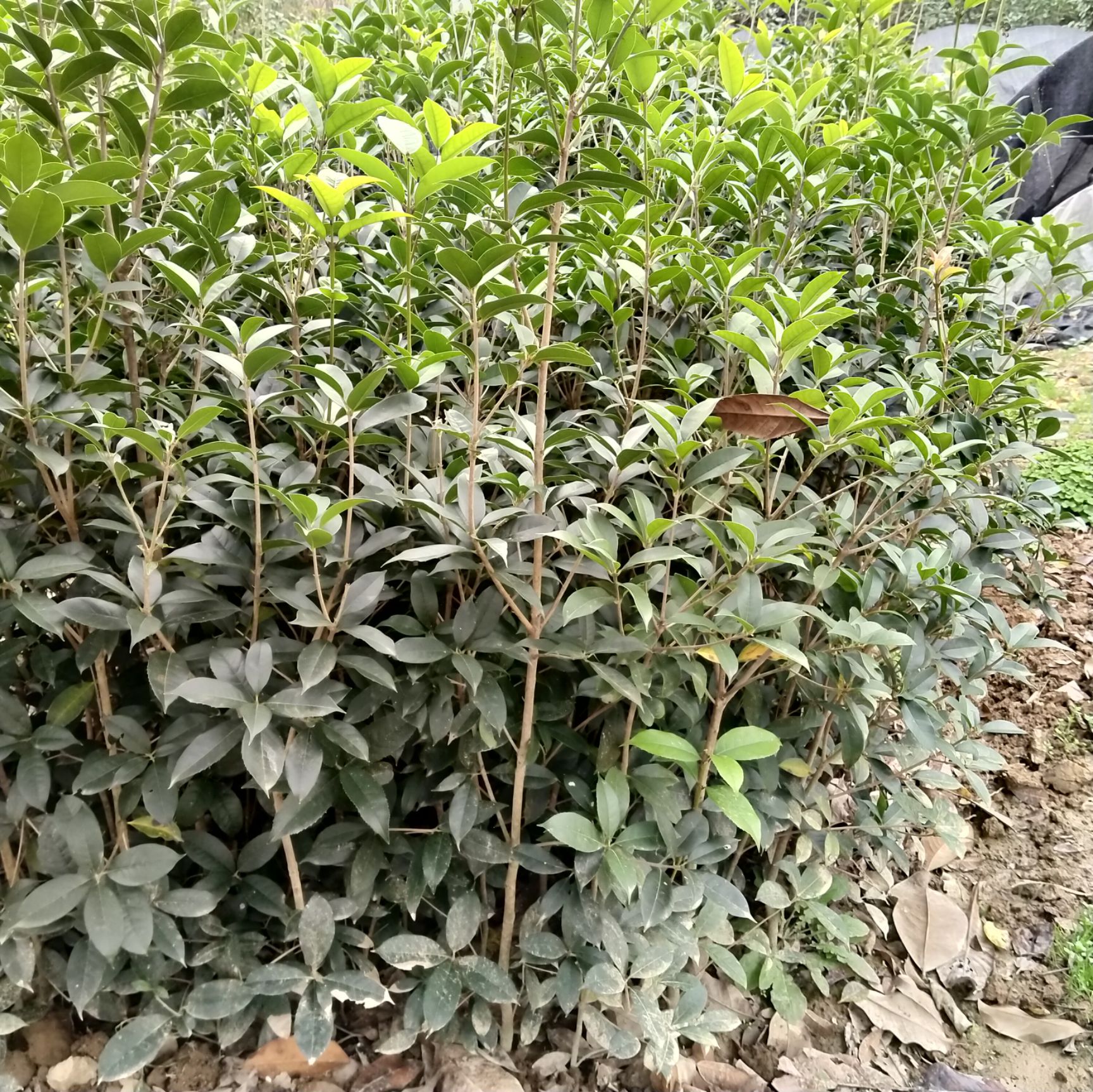 潢川金桂  桂花树 河南省潢川县金桂 丛生桂花树 单杆桂花树