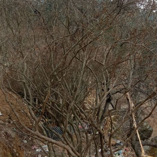 隆回县杜鹃  精品4米全冠高山映山红，欢迎选购