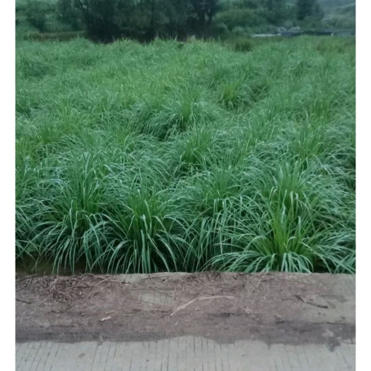 南宁300亩基地，泰国香茅草、又称柠檬草，
有冬阴功汤料功能