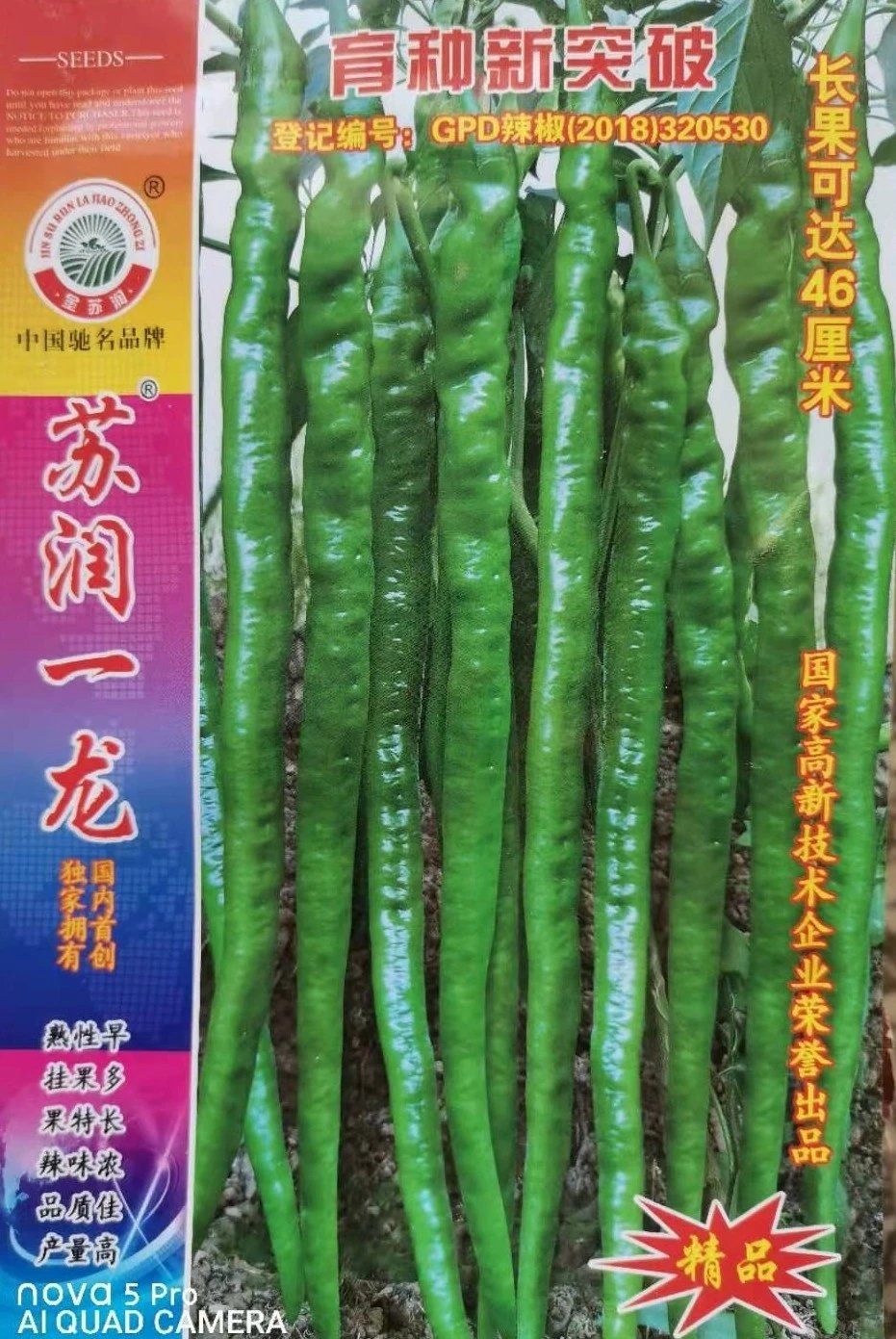 线椒种子  苏润一龙线椒  长40-45厘米  绿色，辣度高