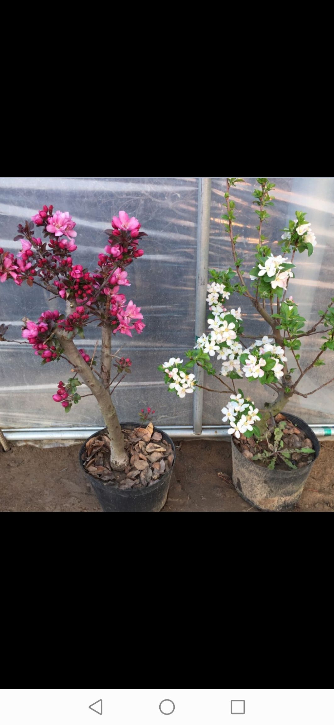 长寿花盆栽  长寿冠，实物更好看