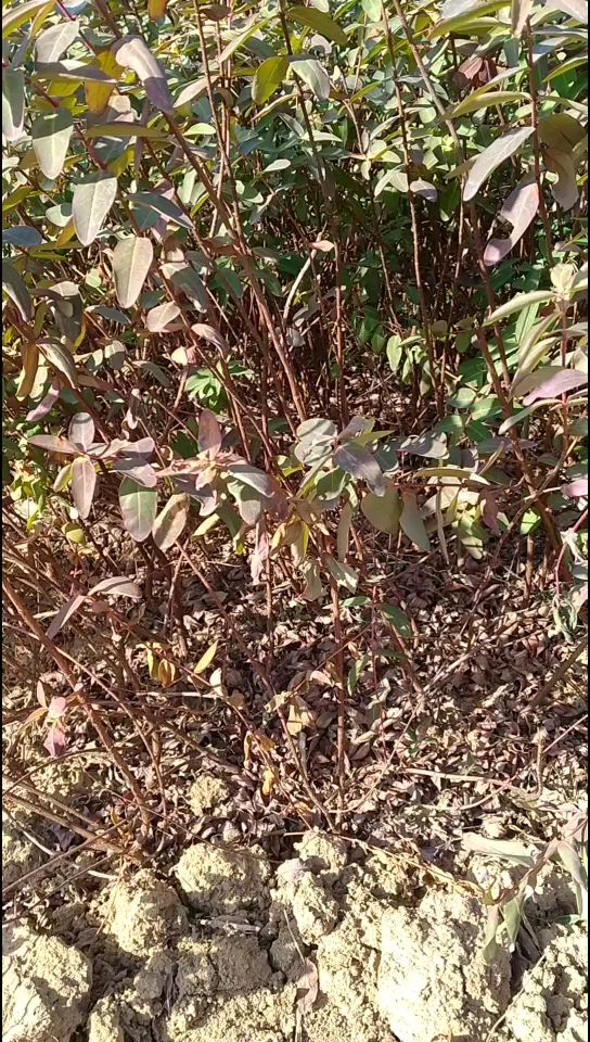 金丝桃苗圃基地 直销金丝桃树苗 价格优惠