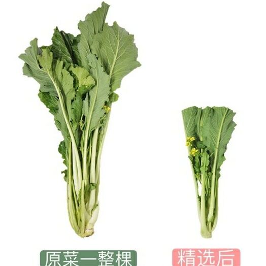 广东增城迟菜心，原产地直供，自有种植基地和农户合作模式，