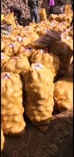 甘肃马铃薯窖藏陇薯10号青薯9号