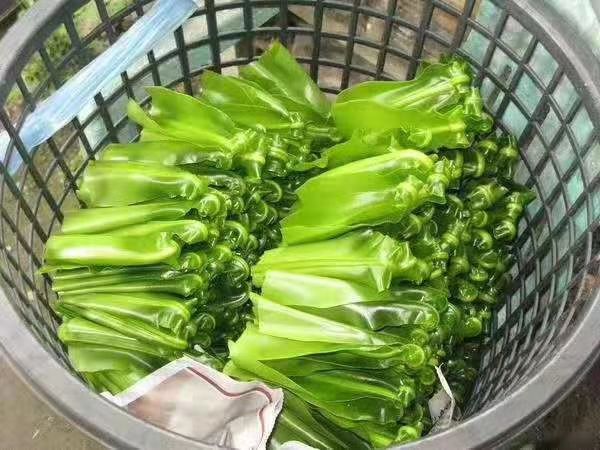 山苏苗  特色菜山苏，清脆爽口，生炒，川烫，凉拌等，健康养生莱。