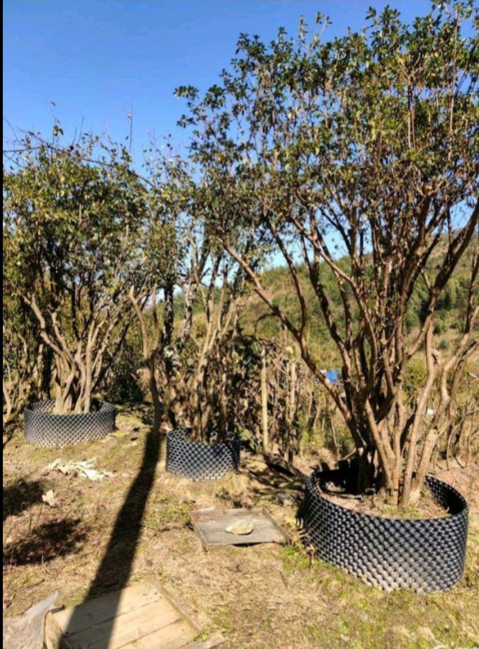 杜鹃  精品4米全冠高山映山红，欢迎选购