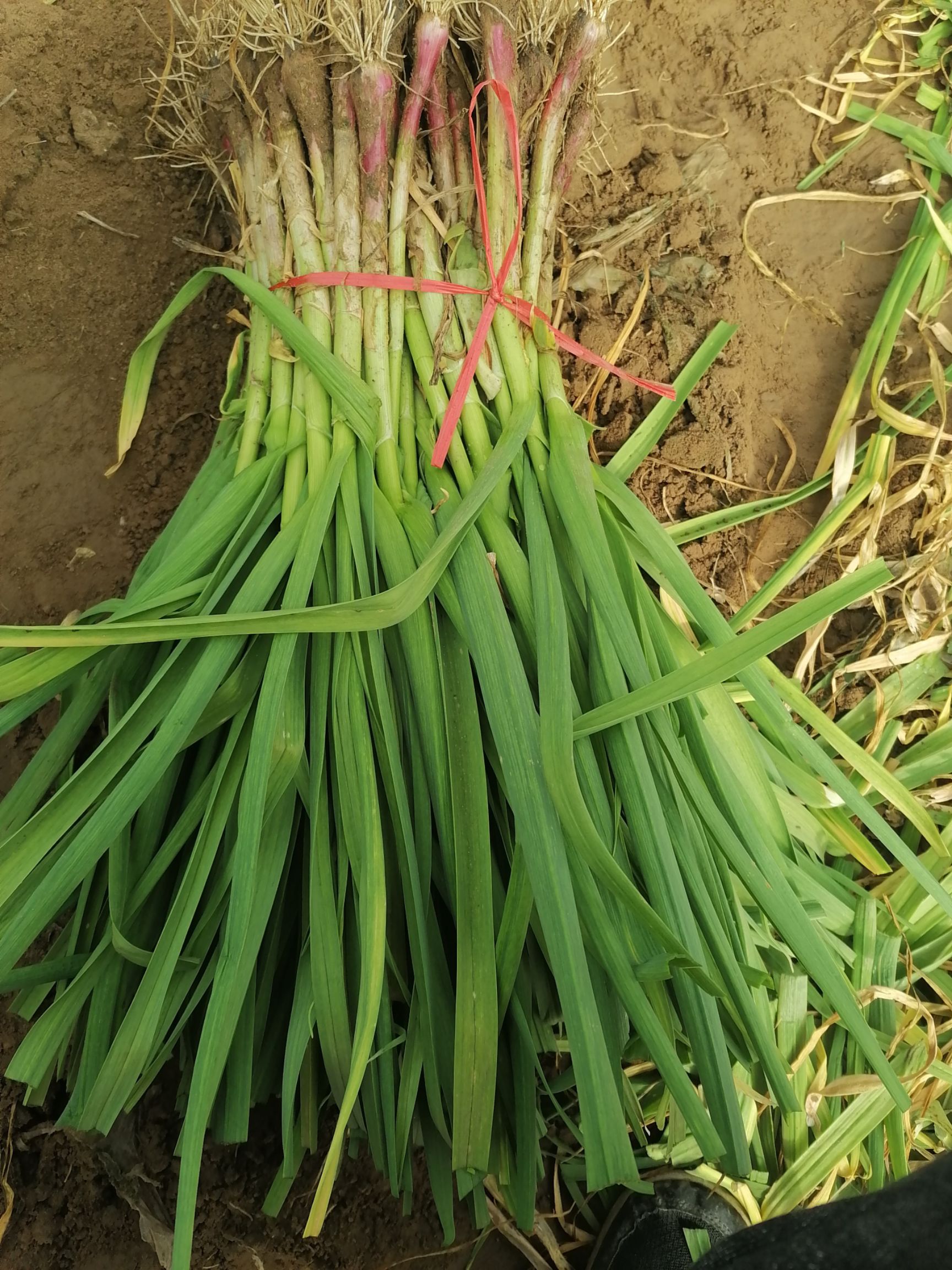 红根蒜苗  中牟县富亿家种植合作社基地直供冷棚蒜苗出货中