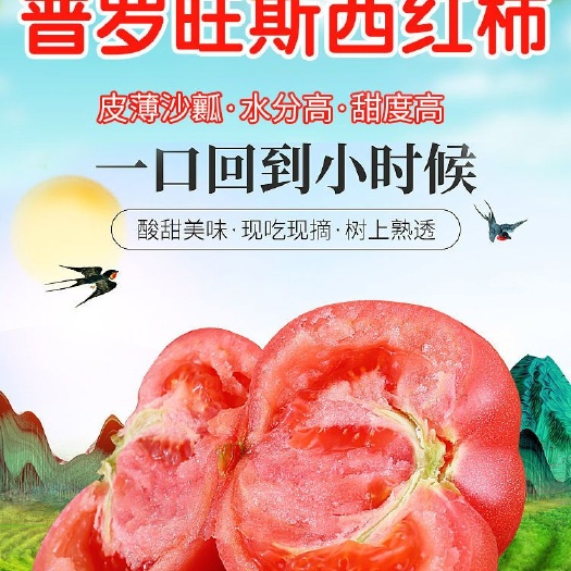 民勤县普罗旺斯番茄  民勤西红柿大量上市 为批发商代办代收  欢迎