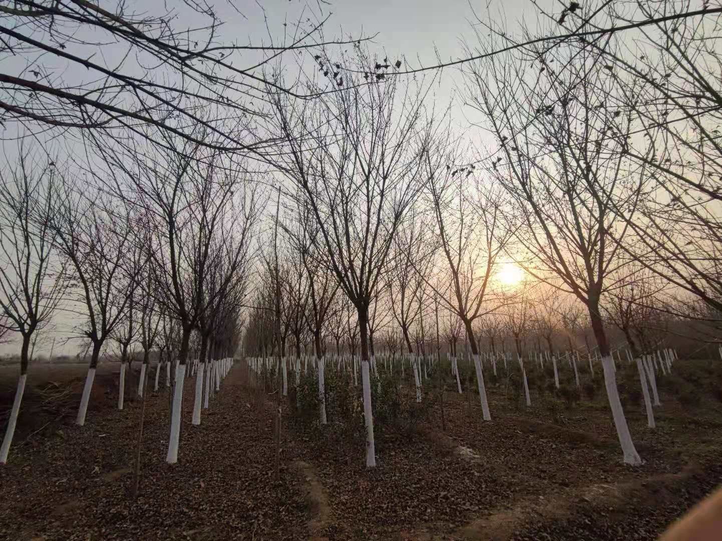 精品五角枫元宝枫14公分2100元