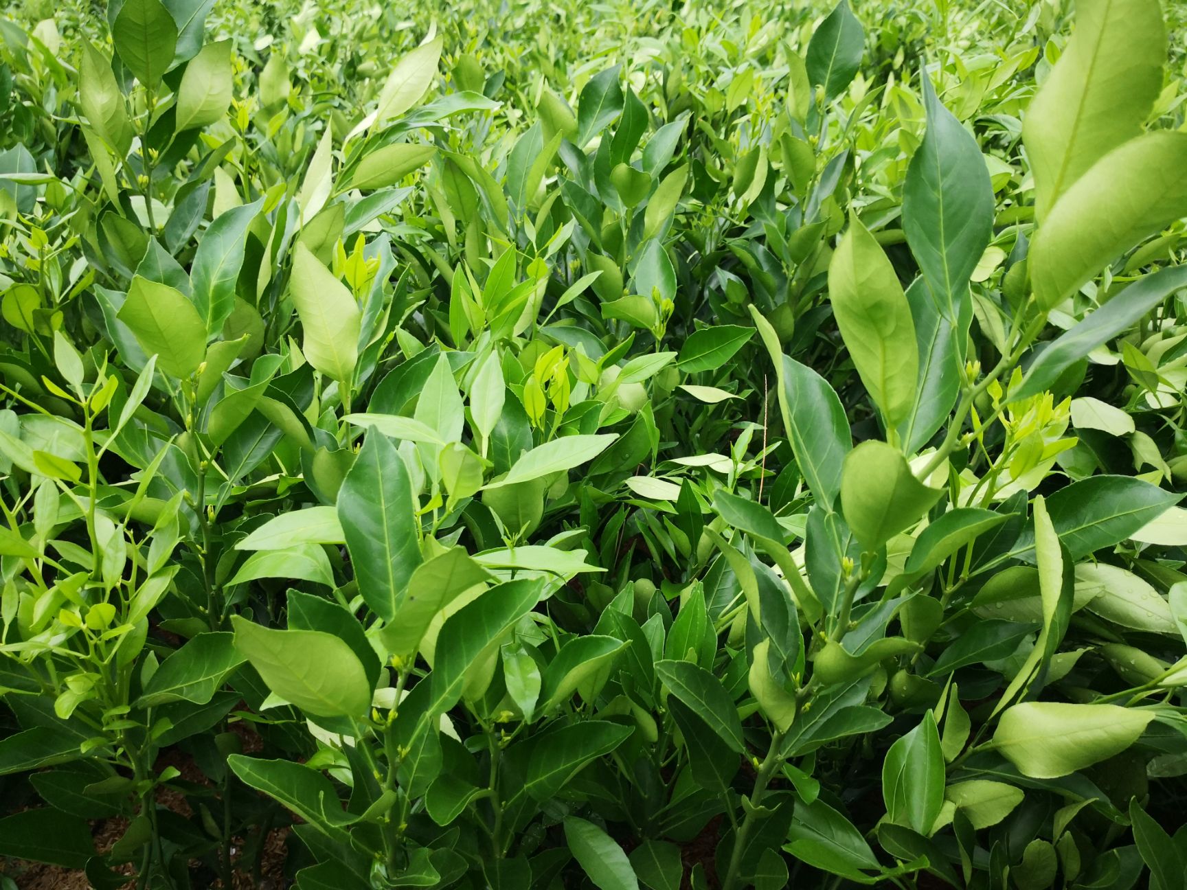 甘平柑橘苗 晚熟大果杂柑新品种 甘平成熟期2月 甘平种植技术