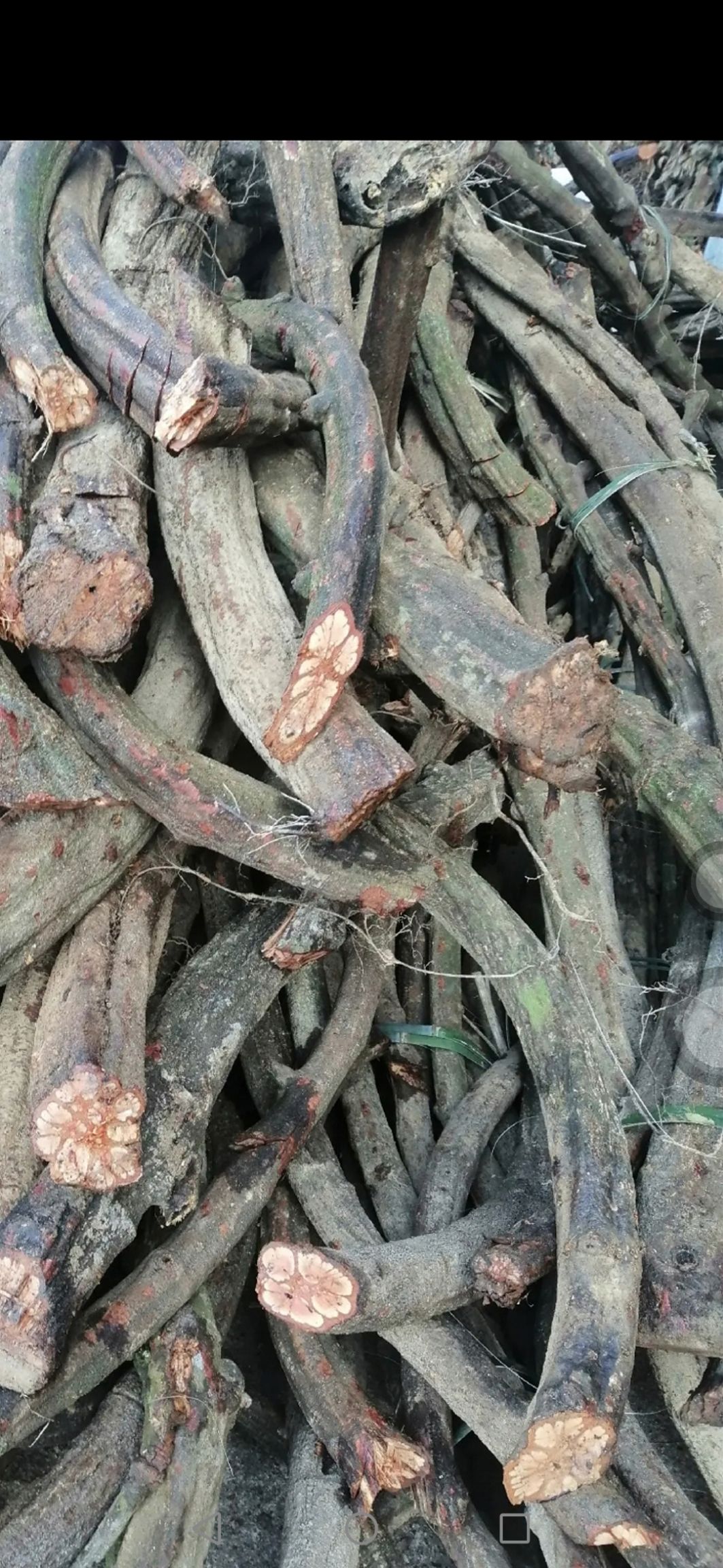 韶关产地原生九龙藤，长期大货供应，一手货源，价格美丽。