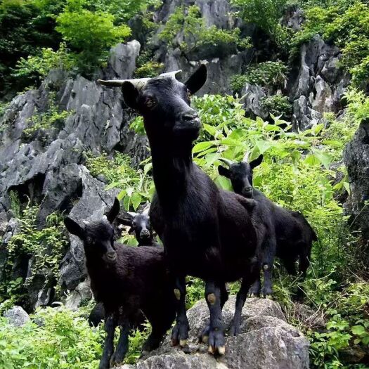 安溪县高山散养黑山羊  现杀  皮带羊肉500克65元