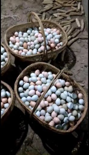 土鸡蛋 食用 箱装