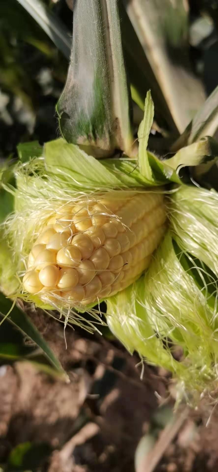 精品货，太阳花系列6号水果玉米，基地发货，大量供应。万亩基地