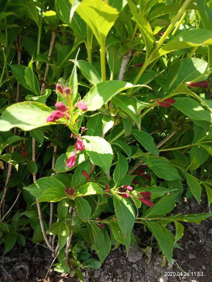 錦帶花  紅王子錦帶杯苗，營養(yǎng)缽紅王子錦帶 營養(yǎng)杯紅王子錦帶