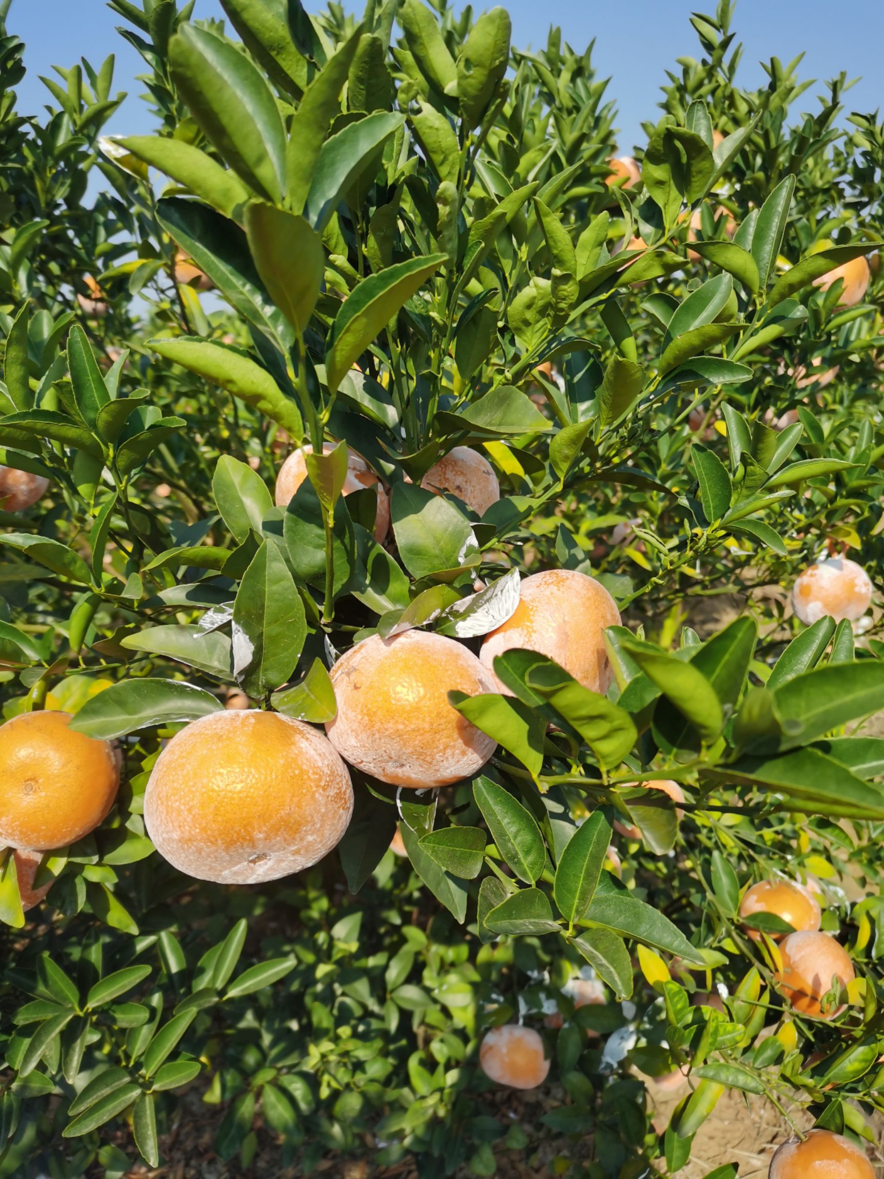 茂谷柑 广西壮族自治区崇左市江州区 一级果