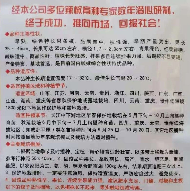 线椒种子  苏润一号线椒  绿色 顺直  长40-50厘米