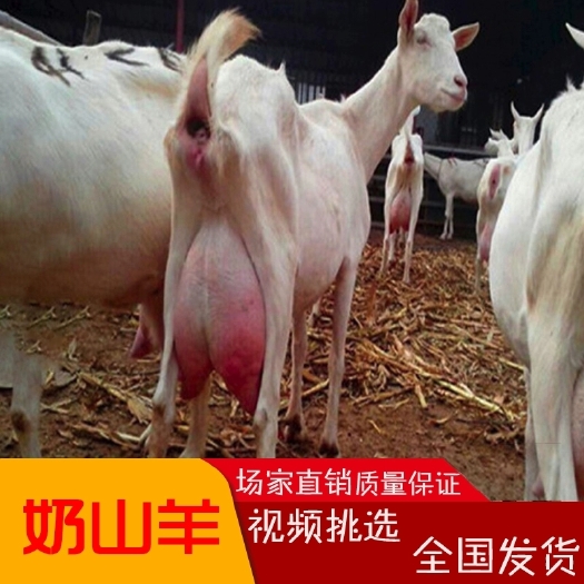 菏泽羊萨能奶山羊二胎怀孕羊，种羊，全国免费发货