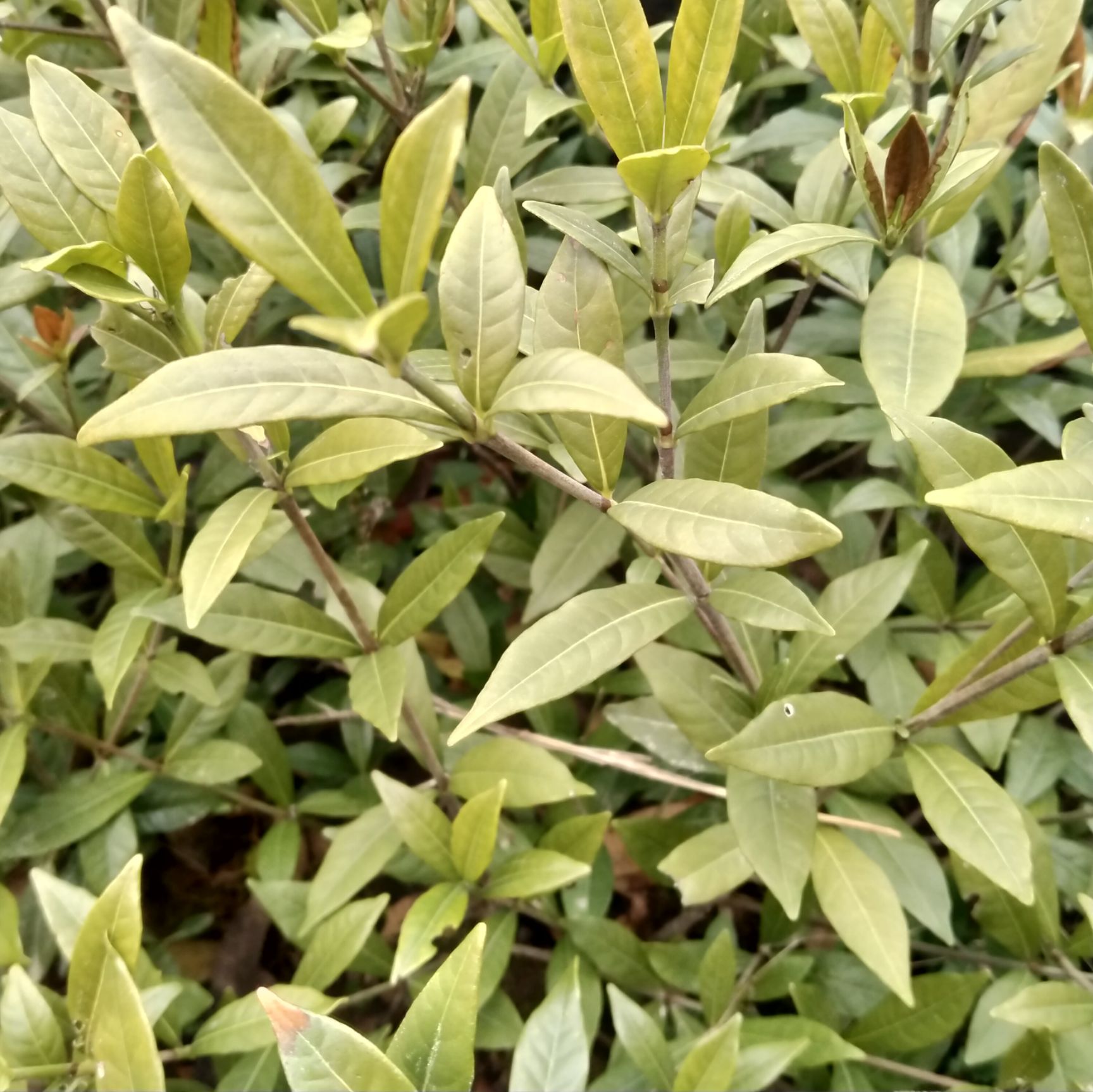小叶栀子 栀子花 河南省信阳市小叶枙子，高30公分。