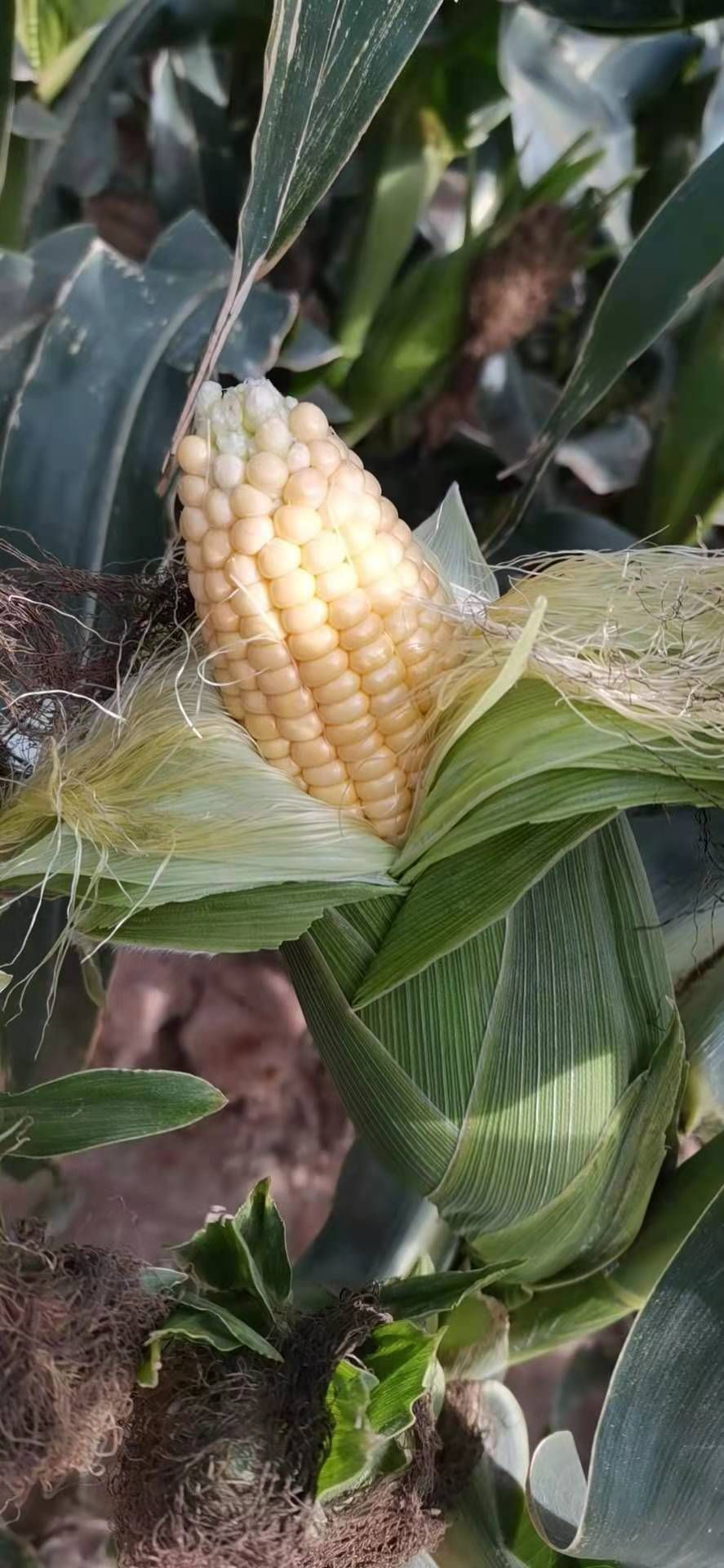 精品货，太阳花系列6号水果玉米，基地发货，大量供应。万亩基地