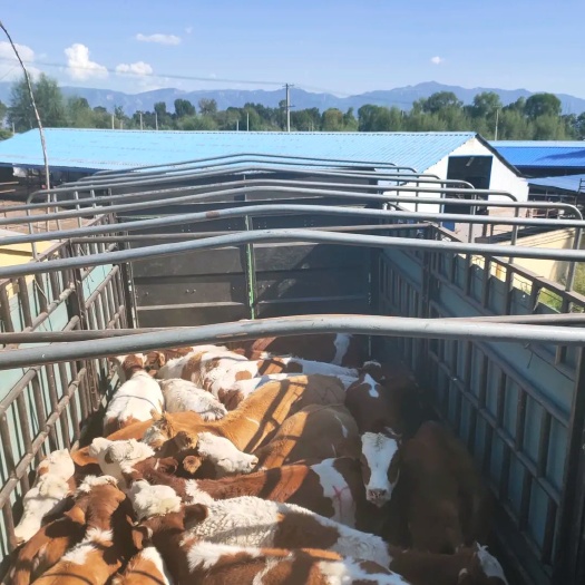 欢迎前来选购大小肉牛好品种
