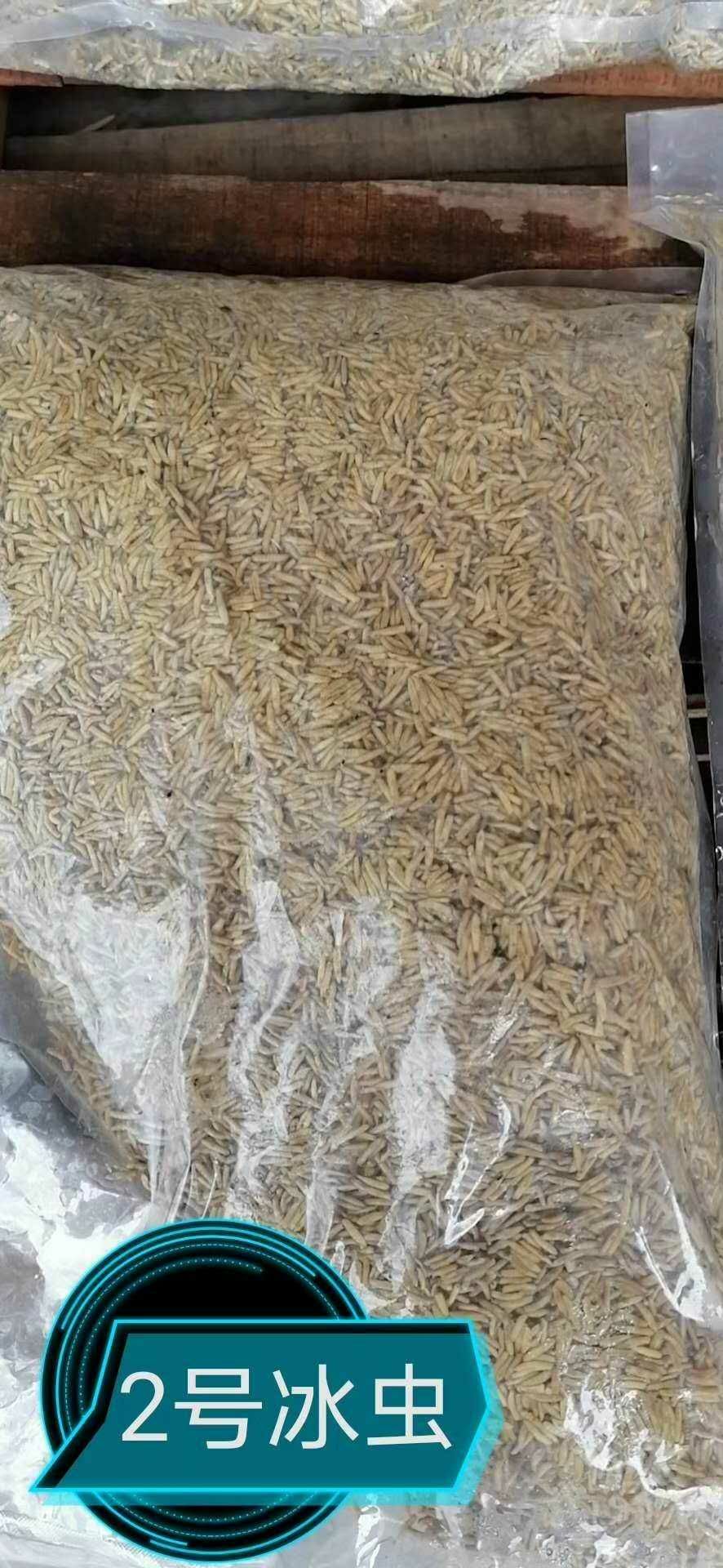 虾饲料  无菌黑水芒活虫冻虫