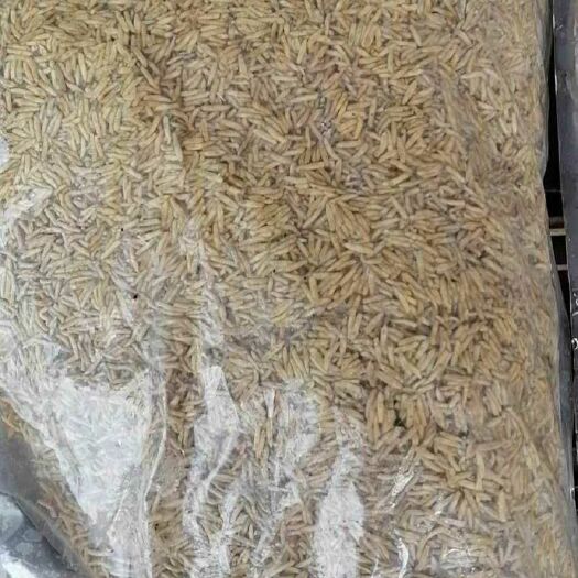 仪征市虾饲料  无菌黑水芒活虫冻虫