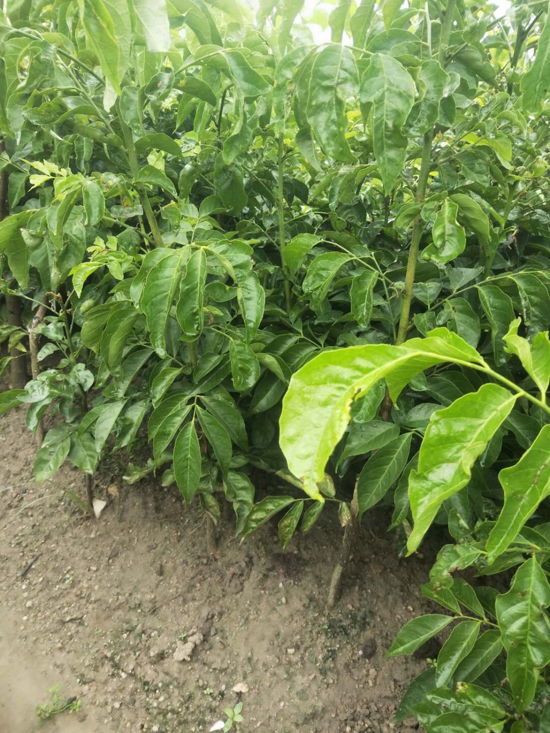 鸡心黄皮苗广西玉林 易种植好管理产量高果大清甜