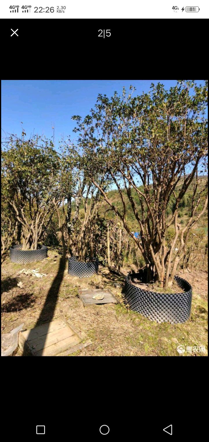 杜鹃  精品4米全冠高山映山红，欢迎选购