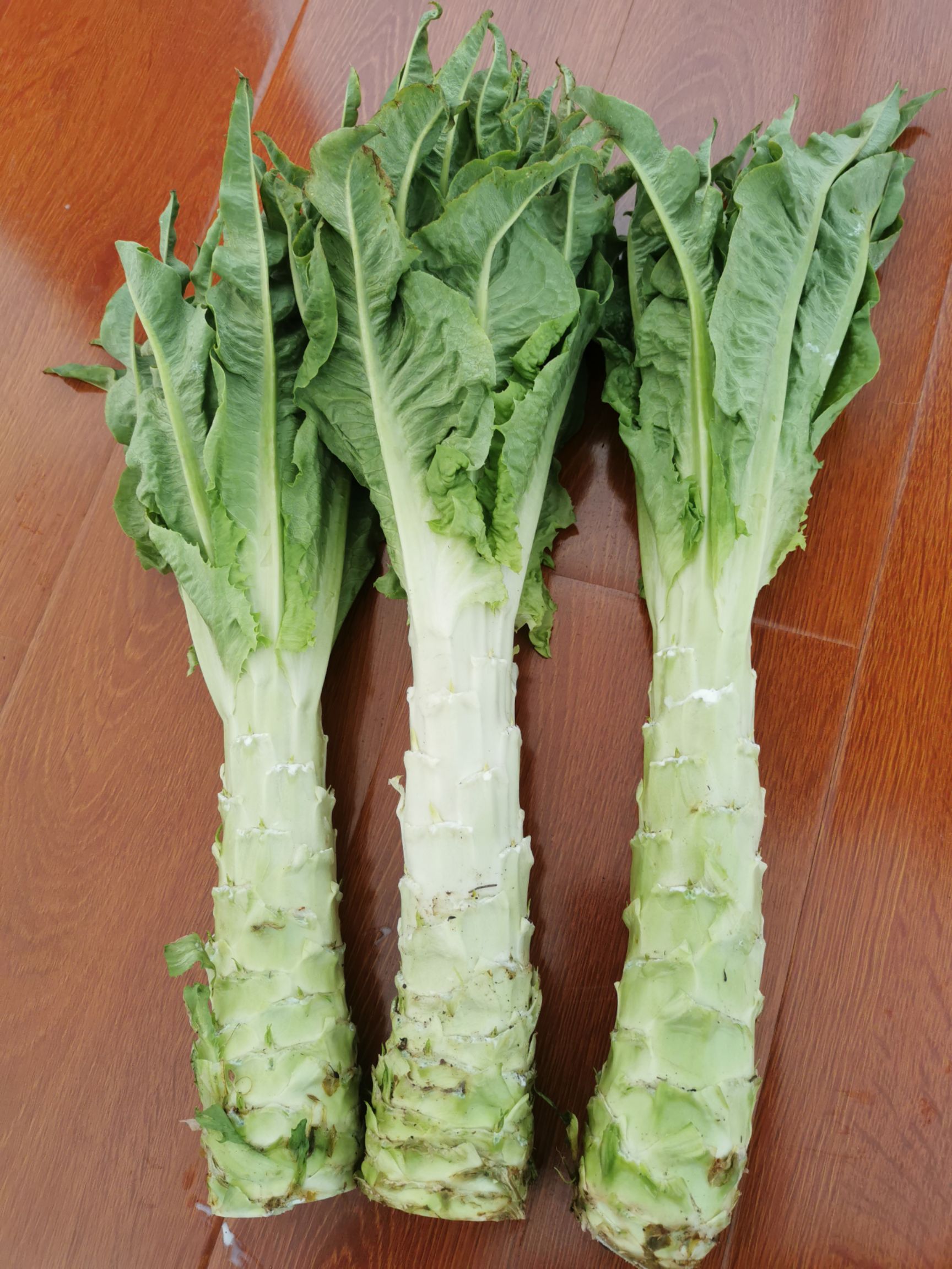 青叶莴笋 彩云之南蔬菜，露天种植，品质保障，口感一流。