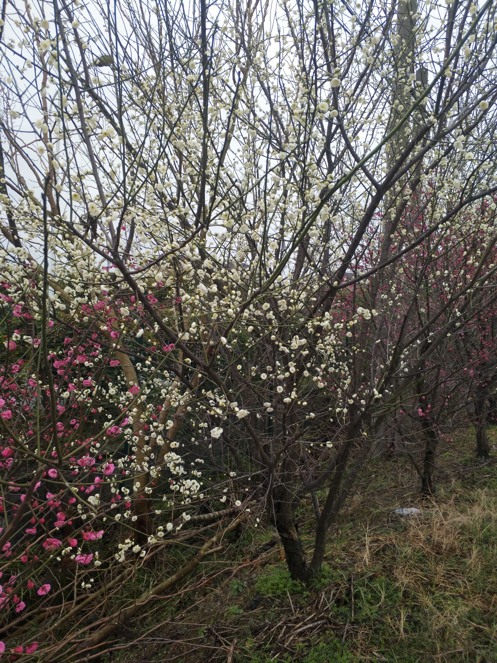 红梅  原生苗，，绿梅，树桩树杆型都有
