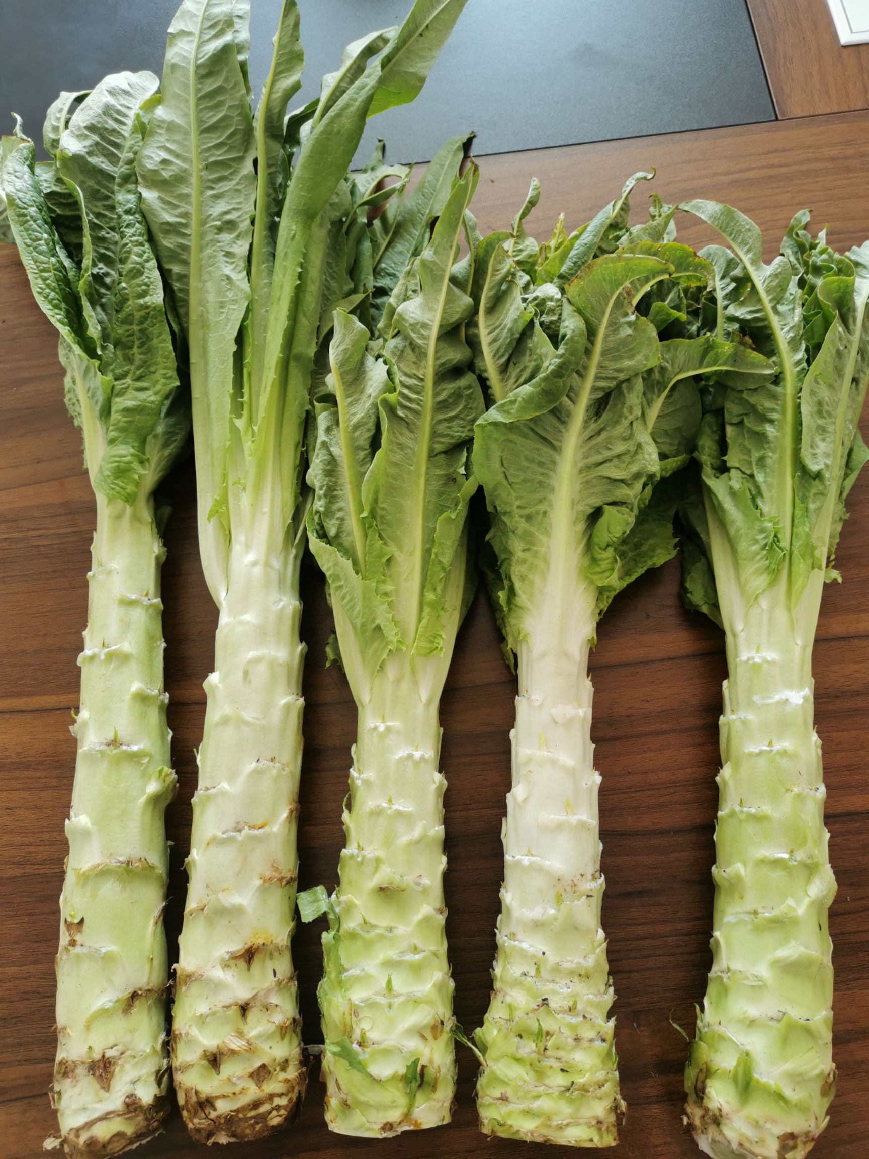 青叶莴笋 彩云之南蔬菜，露天种植，品质保障，口感一流。