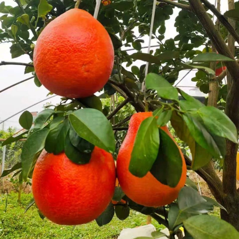 暹罗柚苗  泰国暹罗红柚苗，泰国三红柚苗，泰国红皮红肉柚苗