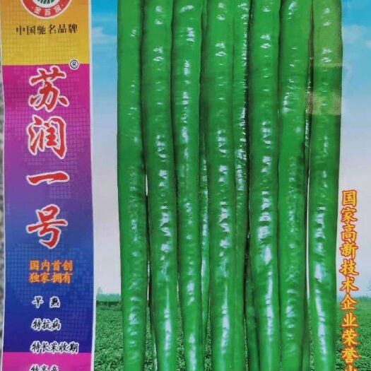 商丘线椒种子  苏润一号线椒  绿色 顺直  长40-50厘米
