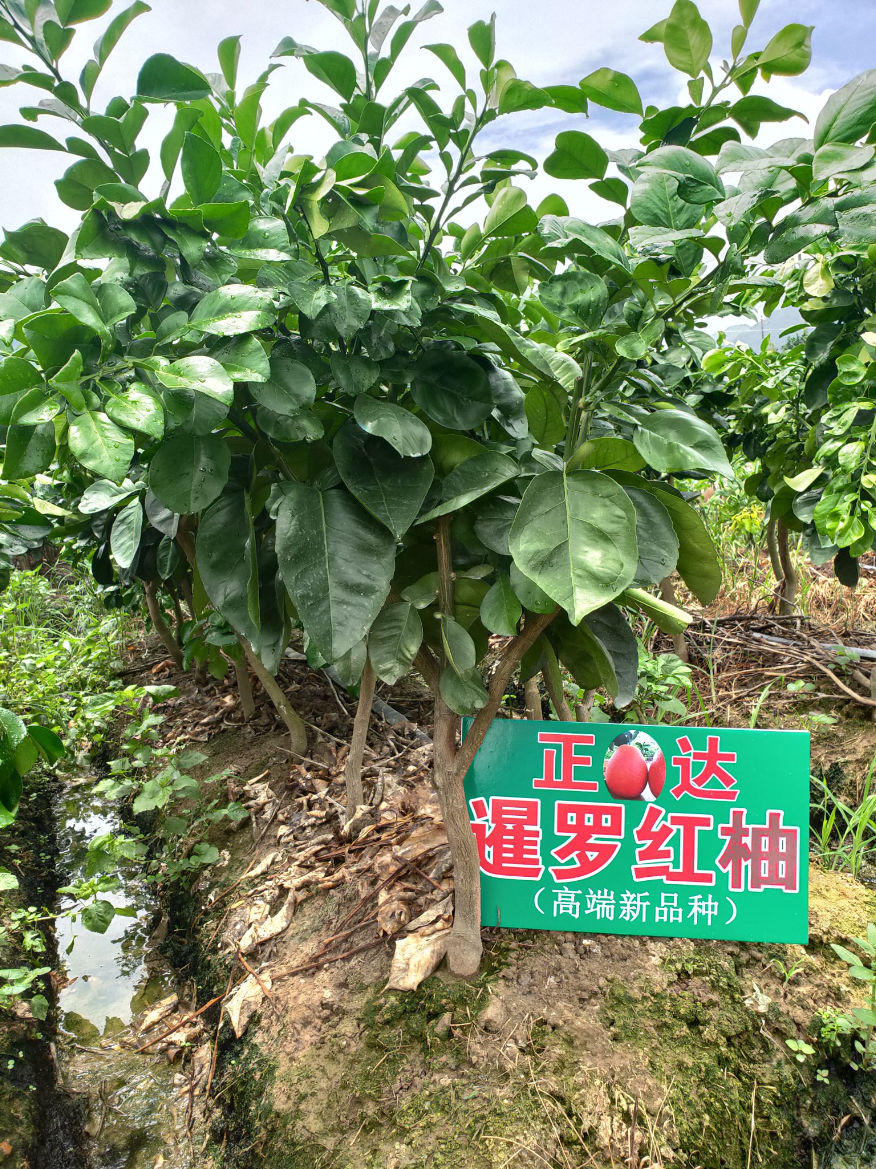 暹罗柚苗  泰国暹罗红柚苗，泰国三红柚苗，泰国红皮红肉柚苗