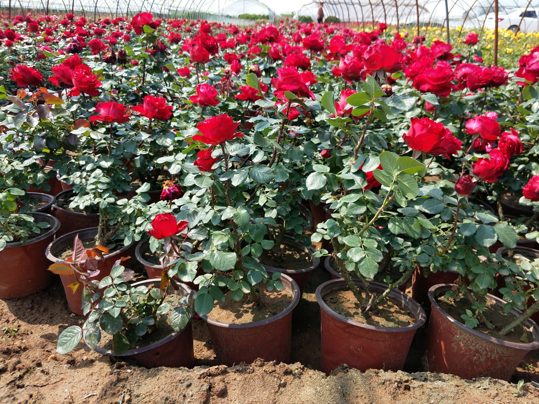 月季盆花 盆栽月季 大花月季 丰花月季 月季花月季盆栽基地