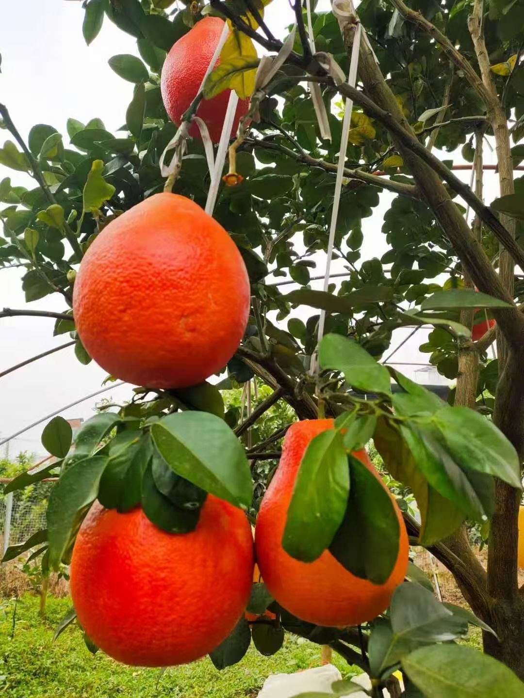 泰国暹罗三红柚优缺点图片