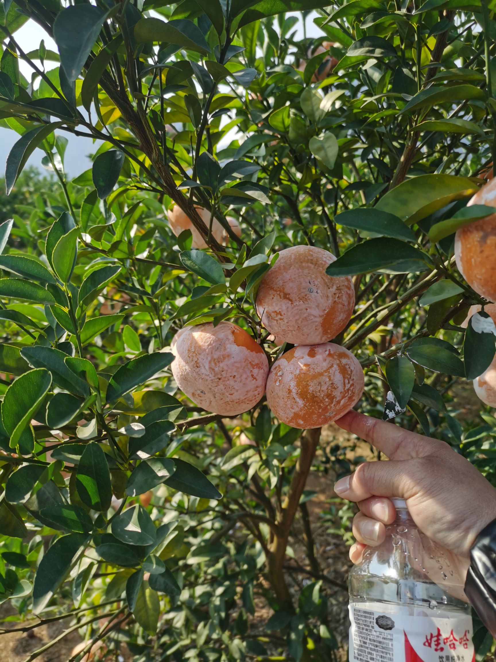 茂谷柑 广西壮族自治区崇左市江州区 一级果