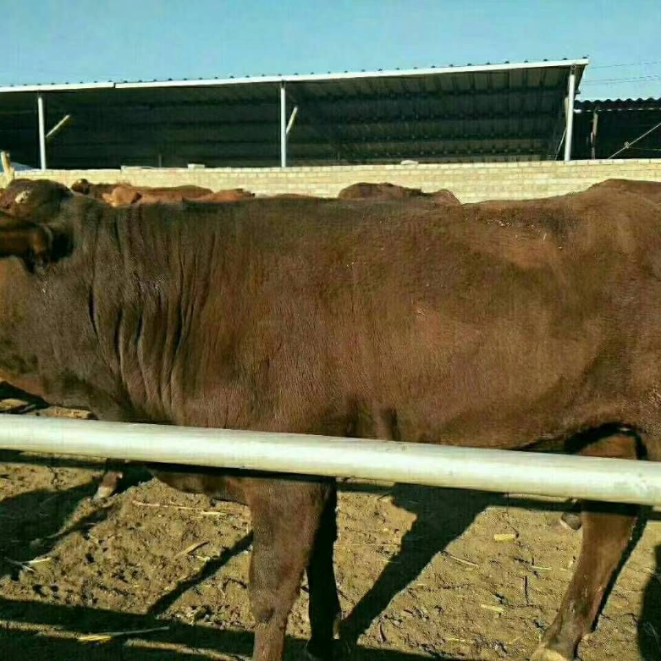 欢迎养殖朋友们前来选购大小肉牛