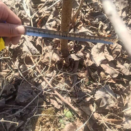 沂水县苹果树苗占木苗，诚信合作，实实在在做事。自种一手货源