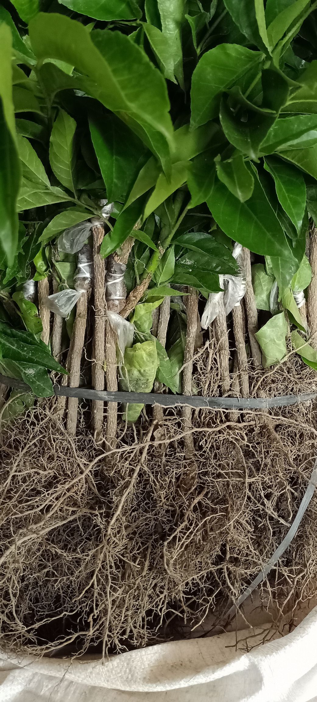 鸡心黄皮苗广西玉林 易种植好管理产量高果大清甜