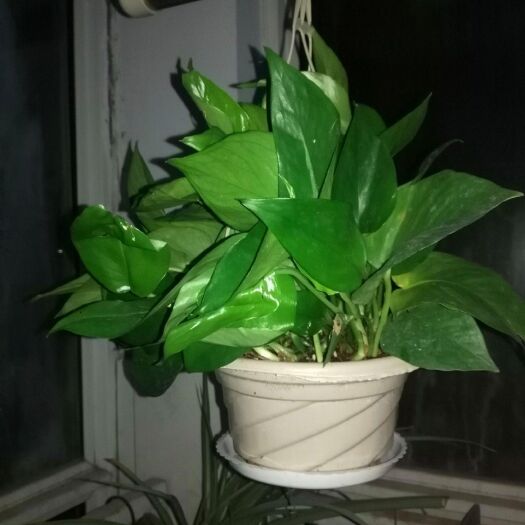 佛山绿萝盆栽180室内花卉绿植净化空气吸甲醛