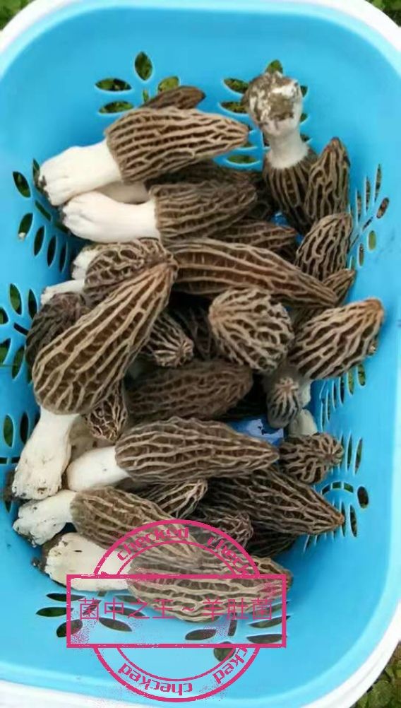 新鲜羊肚菌，保鲜发货