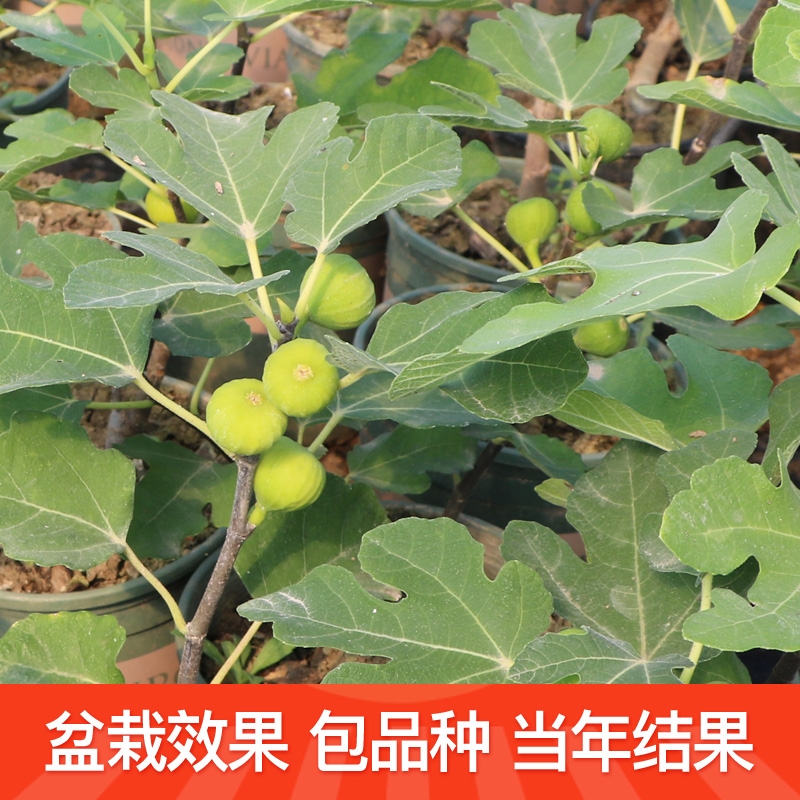 波姬紅無花果苗 無花果樹苗南北方庭院種植盆栽地栽當(dāng)年結(jié)果特大