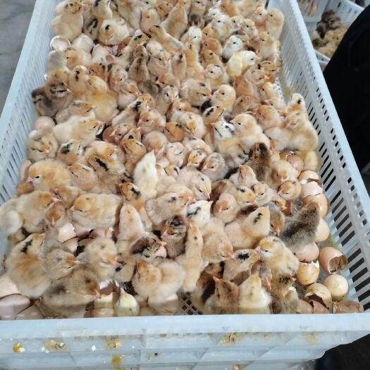 南陵县黄羽青脚土鸡苗